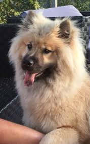 Chaospitz eurasiers mr i & mrs m smith whittlesey cambridgeshire. Pin By Erin Leege On Eurasiers Cute Dogs Dog Life Beautiful Dogs