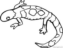 Set off fireworks to wish amer. Salamander Coloring Pages Coloringall