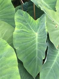 Pin On Taro Vein Virus