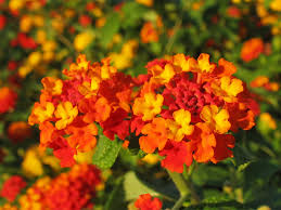 Image result for Lantana moldenkei