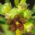 Image result for Ceropegia paricyma