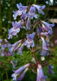 Image result for Gentiana asclepiadea alba