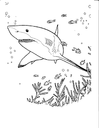 Coloring Rocks Shark Coloring Pages Coloring Pages Adult Coloring Pages