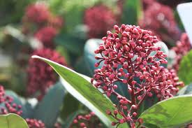 On female plants flowers are followed by small, round, red fruit that persists through winter. Skimmia Hillier Garden Centres