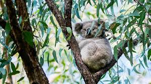 Image result for koala
