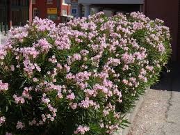 We did not find results for: Flowering Shrubs Summer Color That Beats The Heat Premier Nursery