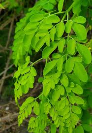 Image result for Moringa