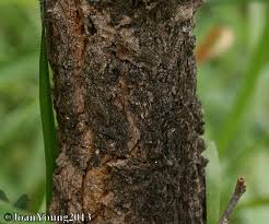 Image result for Ormocarpum trichocarpum