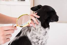 The best areas to check for fleas are the dog's armpits and their groins. Everything You Need To Know About Fleas And Ticks Labyes