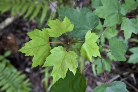 Leaves of florida maple photo credit: Green Leaves And Purple Stems Of Maple Tree Clippix Etc Educational Photos For Students And Teachers