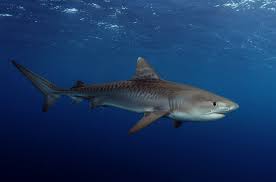 View original tiger shark image. Tiger Shark Wallpapers Top Free Tiger Shark Backgrounds Wallpaperaccess