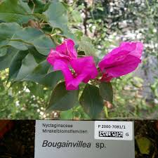 Image result for Nyctaginaceae