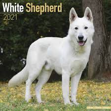 He works best for more active families as he requires regular exercise to stay healthy and happy. White German Shepherds Calendar 2021 At Calendar Club