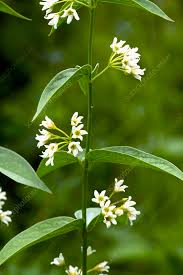 Image result for Vincetoxicum