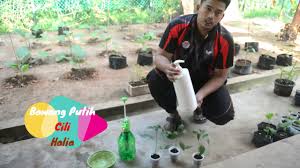 Cara mendapatkan pokok cili yang rimbun. Cara Tanam Pokok Cili Padi Dalam Pasu Polybag Atas Tanah