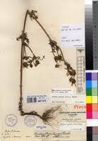 Image result for Bidens grantii