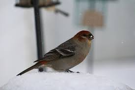 The eggs of a pine grosbeak are generally bluish green without markings. Bird Birding Pine Grosbeak Free Photo On Pixabay