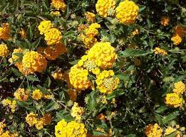 Check spelling or type a new query. Yellow Lantana In Phoenix Arizona