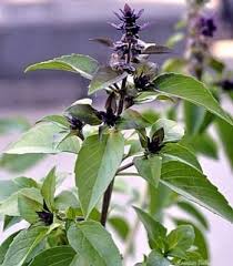 Image result for Ocimum