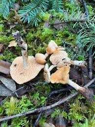 Image result for Hydnum repandum