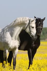 Beautiful Black And White Horse Photography Black White Horse Love Horses Pretty Horses Horse Love