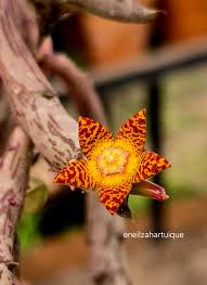 Image result for Orbea schweinfurthii