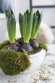 Weitere ideen zu blumentopf anmalen, blumentopf, selbstgemachte tongefäße. Diy Einfache Fruhlingsdeko Mit Hyazinthen Moos Und Getrockneten Beeren Sinnenrausch Der Kreative Diy Blog Fur Wohnsinnige Und Selbermacher