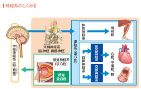 Top / 神経系の疾患 / 斜頸. å…¨èº«ã®ç¥žçµŒç¶² ã‹ã‚‰ã ã¨ç—…æ°—ã®ã—ãã¿å›³é'' Gooè¾žæ›¸