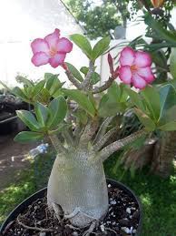 Pin On Adenium
