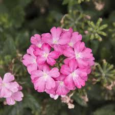 Image result for Hedbergia