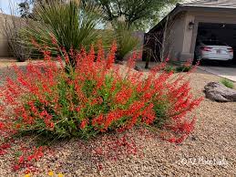 4 the university of arizona cooperative extension when to prune? Drought Tolerant Archives Ramblings From A Desert Garden