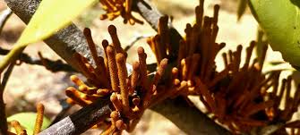 Image result for Agelanthus fuellebornii