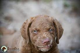 Find chesapeake bay retrievers for sale on oodle classifieds. Pin By Jennifer Davis On The Future Bo Bear Davis Chesapeake Bay Retriever Puppy Chesapeake Bay Retriever Retriever