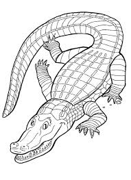 Free Printable Alligator Coloring Pages For Kids Animal Coloring Pages Coloring Pages Coloring Books
