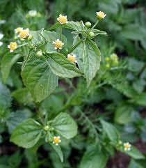 Image result for Galinsoga parviflora