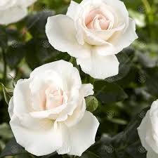 Download now for free this white rose transparent png image with no background. Silver Wedding Rose 25th Wedding Anniversary Rose Bush White Roses