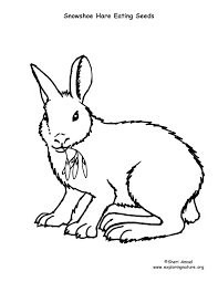 Some of the coloring page names are hare coloring arctic hare coloring nowshoe hare pictures hare pictures, grateful dead cornell tags kids turkey and, hare coloring coloring 2019, snowshoe images 6362 royalty photos 2, summer snowshoe hare animals that change colors with the seasons. Snowshoe Hare Eating Seeds Coloring Nature