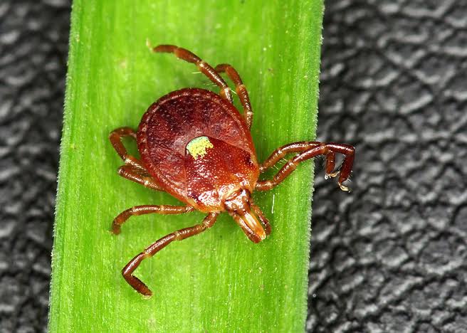 Lone star tick - Amblyomma americanum - female - Entomology Today