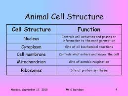 It also good because it shows you what it is made. National 5 Biology Cell Structure Mr G Davidson Ppt Download