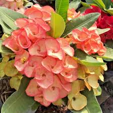 Image result for Euphorbia chevalieri