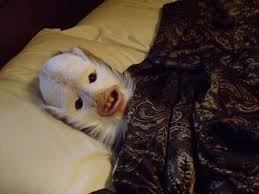 Taxidermy Gone Wrong Dumpaday 10 Dump A Day Scary Animals Funny Pictures Animals