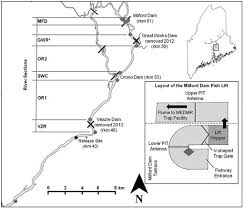 Upstream Movements Of Atlantic Salmon In The Lower Penobscot