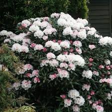 Rhododendron Yakushimanum Koichiro Wada Con Imagenes