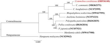 Image result for Polyspatha paniculata