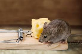 How to get rid of mice in and around the house? Tips From The Experts On How To Keep Your Place Free Of Mice Stuff Co Nz