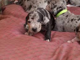 Deutsche dogge welpe unsere welpen suchen ein neues zuhause. Deutsche Dogge Welpen Mit Papiere Suchen Ein Zuhause Dogge