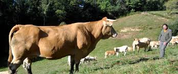 Le Gaec des Coumes se met à la vente directe