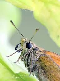 Image result for Ochlodes sylvanus