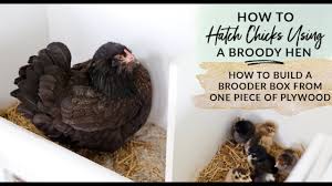 Maybe you would like to learn more about one of these? How To Hatch Chicks With A Broody Hen And How To Build A Brooder Box Out Of One Piece Of Plywood Green Willow Homestead