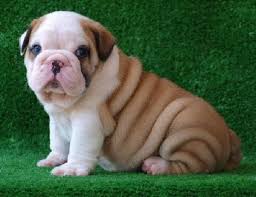 English bulldog puppies for sale in texas under 1000. 48 Cute Bulldog Wallpaper On Wallpapersafari